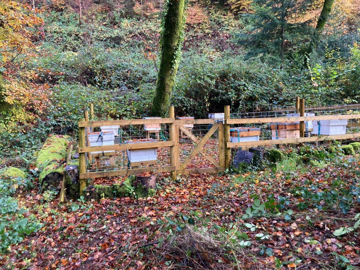 Honey Bee Cabin Llandysul Exteriör bild